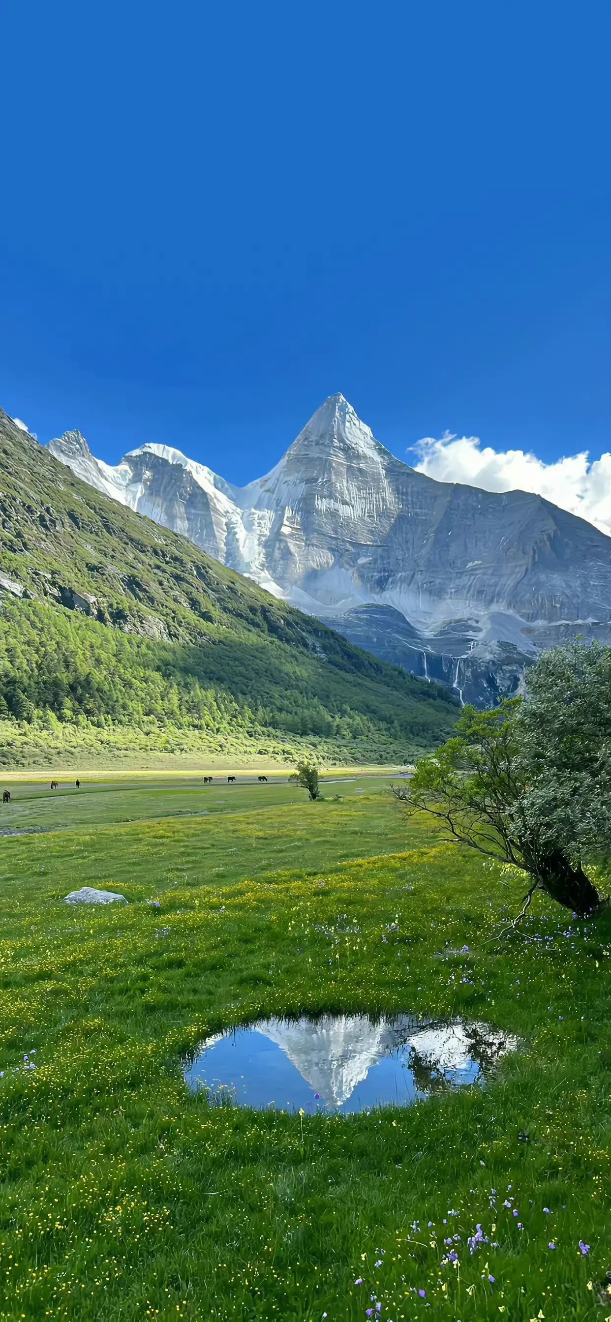 雪山风景 草原 手机壁纸