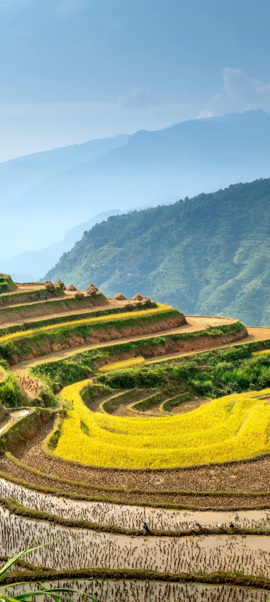 乡村 梯田 水稻田 自然风景 手机壁纸