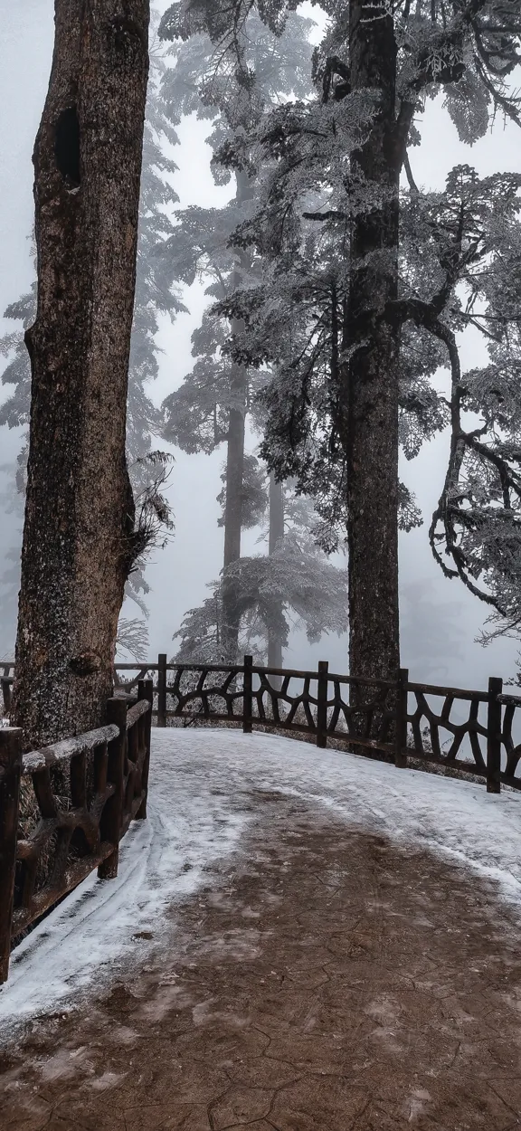 雪景 松树 道路手机壁纸