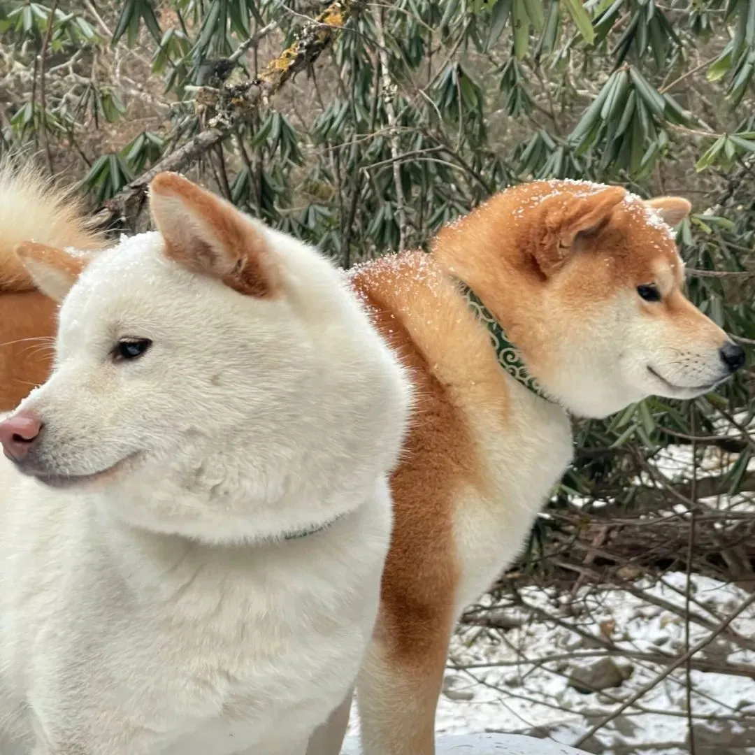 错过就刷不到的搞怪头像 柴犬